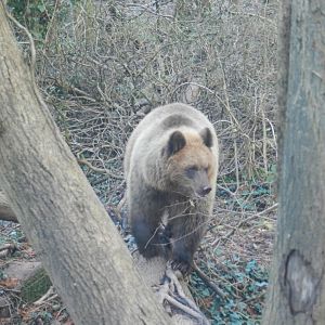 European Brown Bear (Ursus arctos arctos) at The Wild Place Project, England