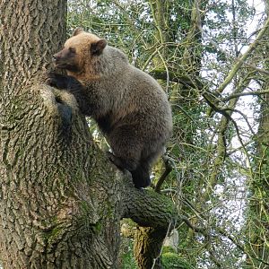 European Brown Bear (Ursus arctos arctos) at The Wild Place Project, England
