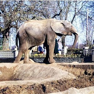 Early photo of one of the elephants in the original enclosure