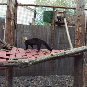 Brazilian Tayra 28/05/2019