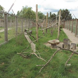 View of Lemur enclosure 28/05/2019