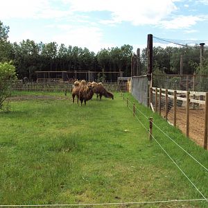 Bactrian Camel 28/05/2019