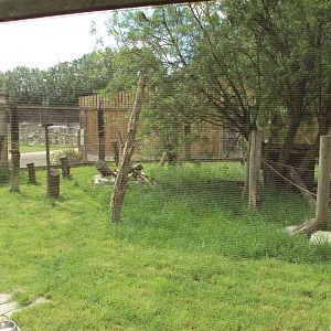 View of Common Squirrel Monkey enclosure 28/05/2019