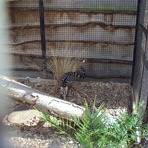 Pardine Genet 28/05/2019