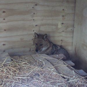 European Golden Jackal 28/05/2019
