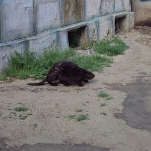 American Beaver 28/05/2019