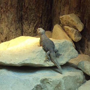 Saharan Spiny-tailed Lizard 02/06/2019