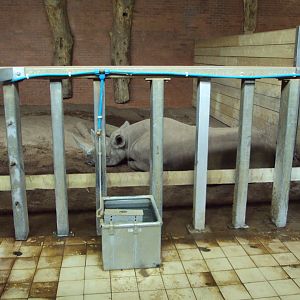 View of old Elephant house now housing Black Rhino 02/06/2019