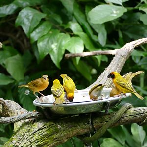 Feeding time at the Waterfall Aviary