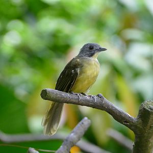 Grey-headed bristlebill