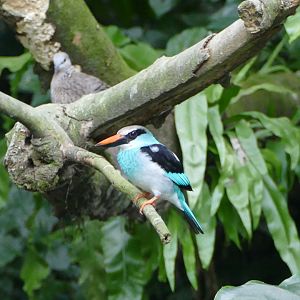 Blue-breasted kingfisher