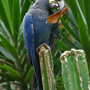 Lear's macaw