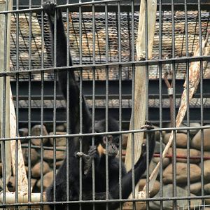 Black Crested Gibbon