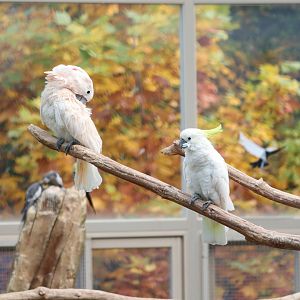 Moluccan Cockatoo & Sulphur-crested Cockatoo