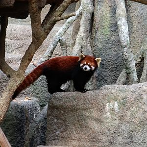 Red Panda