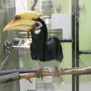 Oriental Pied Hornbill