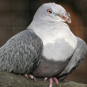 Spotted Imperial Pigeon