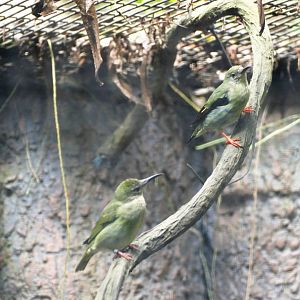 Red-legged Honeycreepers