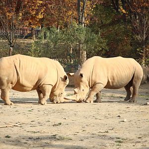 White Rhinoceros pair
