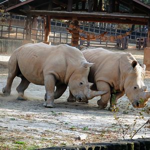 White Rhinoceros pair