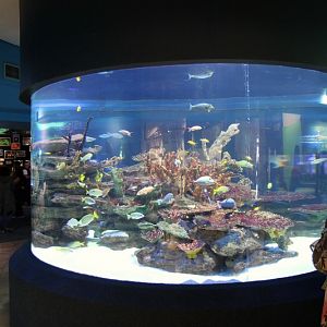 Indian Ocean Gallery - Coral reef