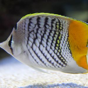Pearly Butterflyfish (Chaetodon madagaskariensis)