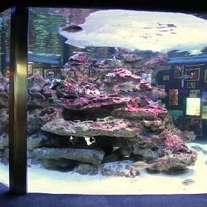 Indian Ocean Gallery - Eel Exhibit