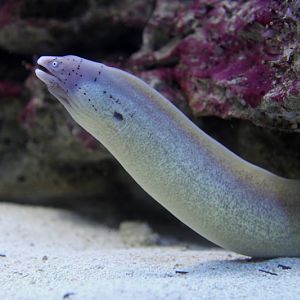 Geometric Moray (Gymnothorax griseus)