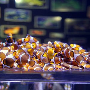 Indian Ocean Gallery - mass storage of Nemos