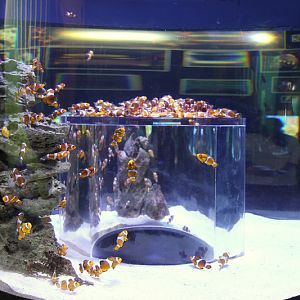 Indian Ocean Gallery - Nemos