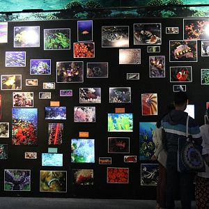 Indian Ocean Gallery - Evolution Wall