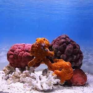 Indian Ocean Gallery - anglerfishs