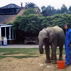 Elephants outside the cafe area (1986)