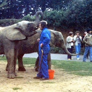Elephants outside the cafe area (1986)