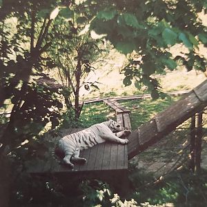 Sasha the white Bengal tiger