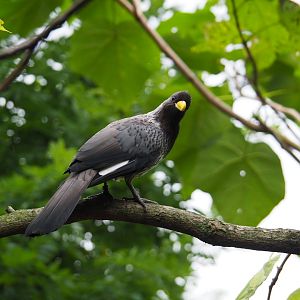 Western Plantain Eater