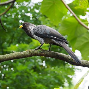 Western Plantain Eater