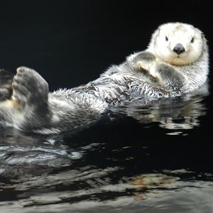 Sea Otter (Enhydra lutris) at Oceanário de Lisboa, Portugal*