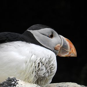 Atlantic Puffin (Fratercula arctica) at Oceanário de Lisboa, Portugal*