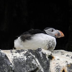 Atlantic Puffin (Fratercula arctica) at Oceanário de Lisboa, Portugal*
