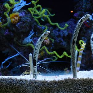 Spotted Garden Eel (Heteroconger hassi) at Oceanário de Lisboa, Portugal*