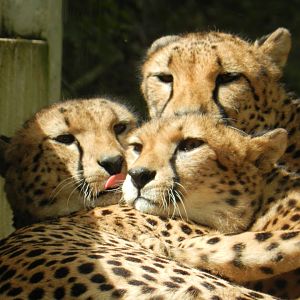 Cheetah (Acinonyx jubatus) at Jardim Zoológico de Lisboa, Portugal*