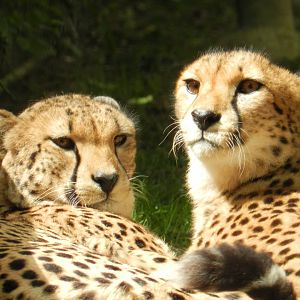 Cheetah (Acinonyx jubatus) at Jardim Zoológico de Lisboa, Portugal*
