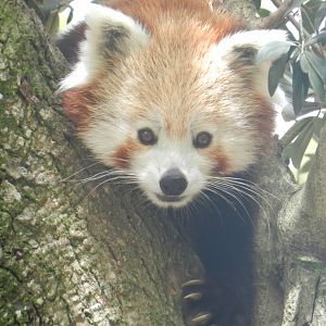 Red Panda (Ailurus fulgens) at Jardim Zoológico de Lisboa, Portugal*