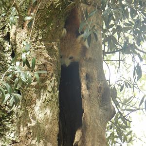 Red Panda (Ailurus fulgens) at Jardim Zoológico de Lisboa, Portugal*