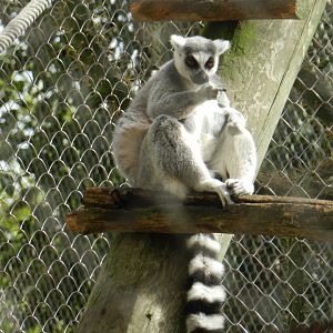 Ring-Tailed Lemur (Lemur catta) at Jardim Zoológico de Lisboa, Portugal*
