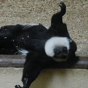Eastern Black-And-White Colobus (Colobus guereza) at Jardim Zoológico de Lisboa, Portugal*