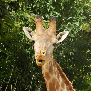Angolan Giraffe (Giraffa camelopardalis angolensis) at Jardim Zoológico de Lisboa, Portugal*