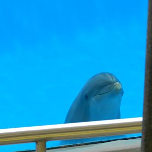 Common Bottlenose Dolphin (Tursiops truncatus) at Jardim Zoológico de Lisboa, Portugal*