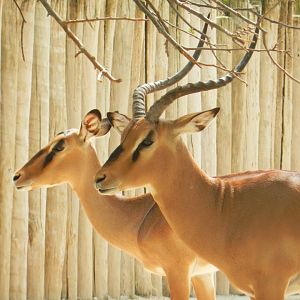Black-Faced Impala (Aepyceros melampus petersi) at Jardim Zoológico de Lisboa, Portugal*